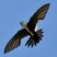 White-throated Swift